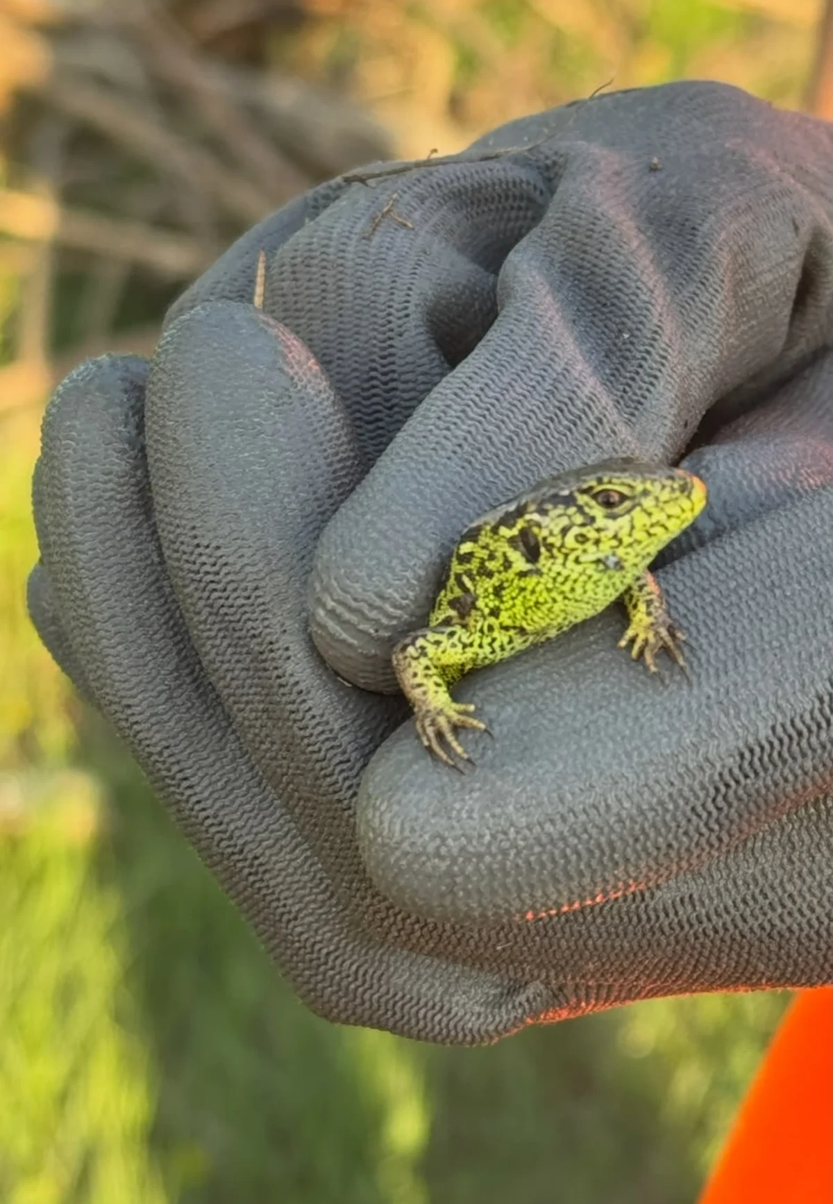 Zauneidechse in der Hand — schonend abgefangen auf der Baufläche