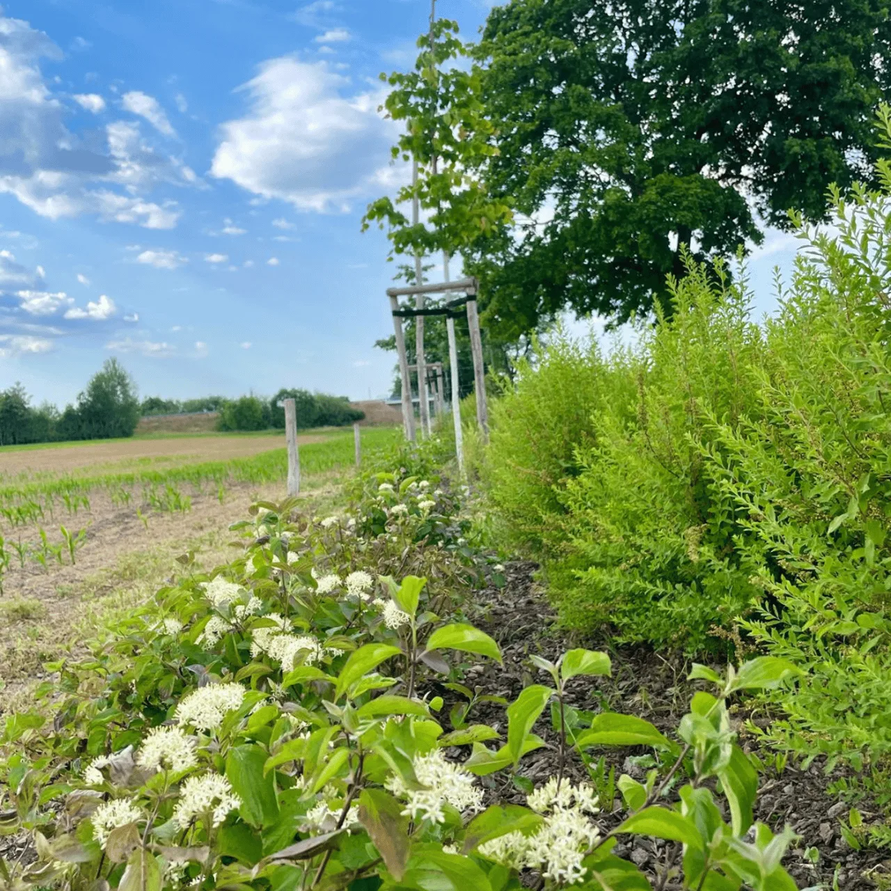 Pflanzung und Landschaftspflege